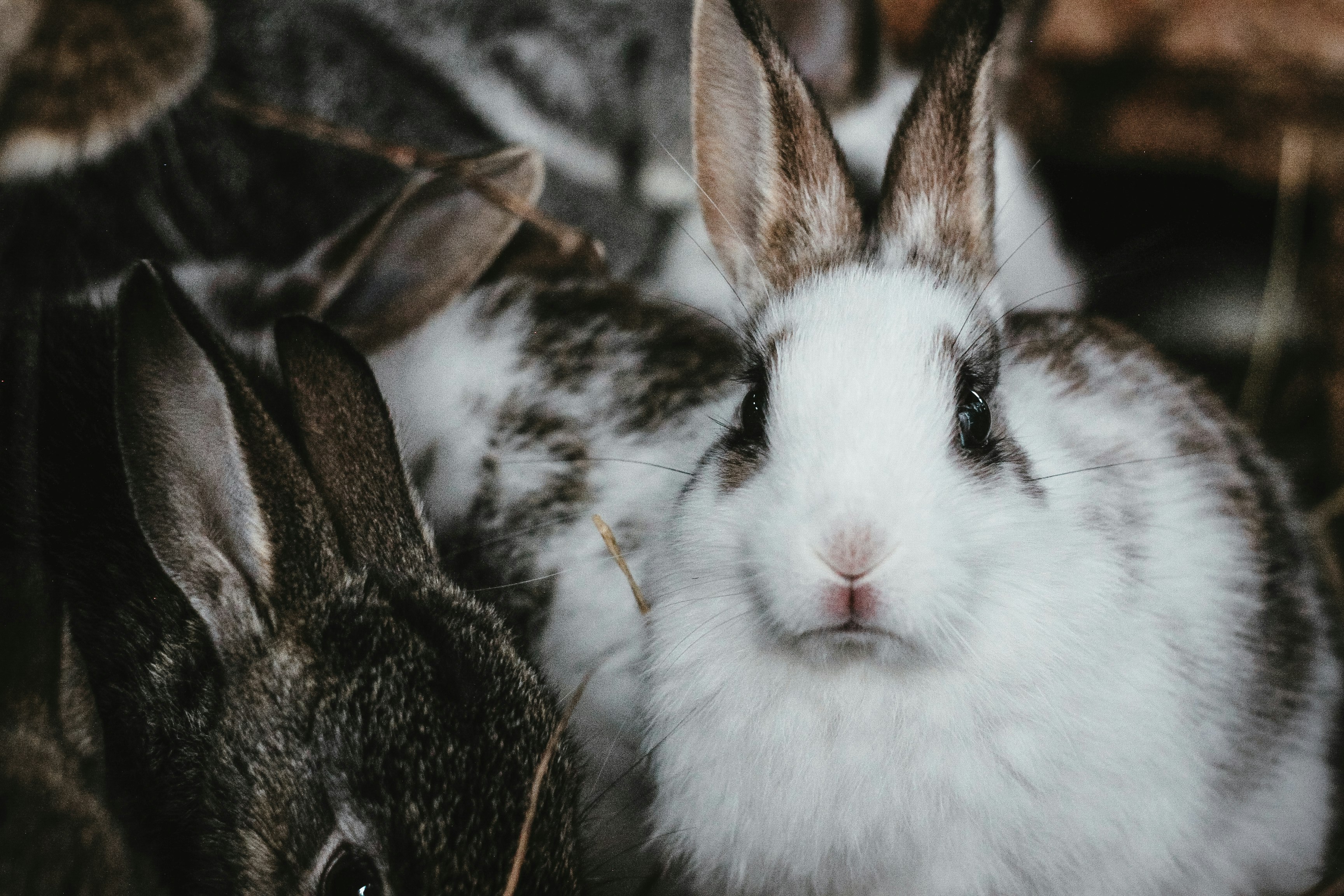 white and black rabbit on black and white textile